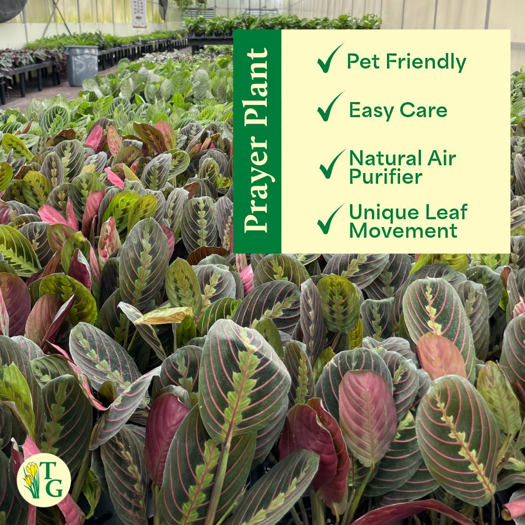 Thorsen's Greenhouse Red Prayer Plant, Live Indoor Plant, Pet Friendly, Popular Houseplant, Red Maranta, Easy to Grow, 4" Diameter Pot (Gold)