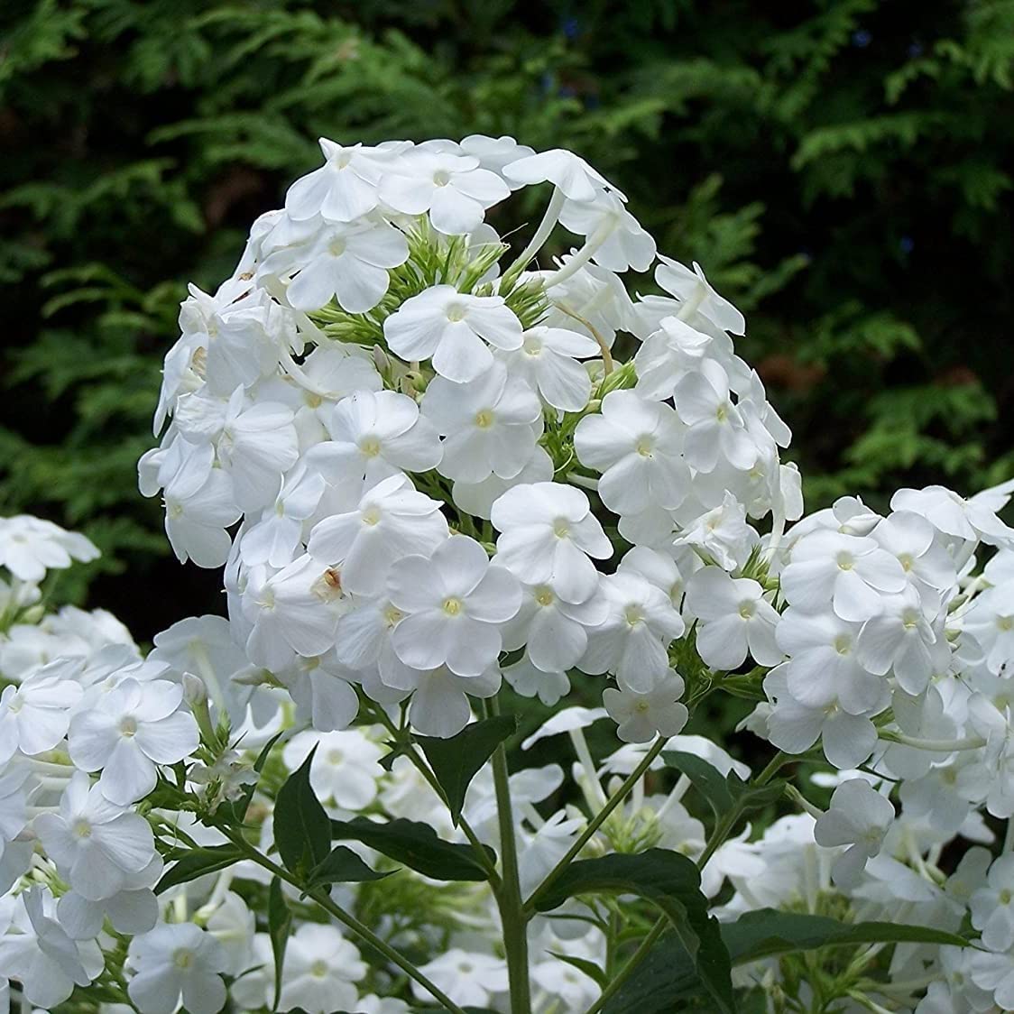 Votaniki David Phlox Bare Root Start - Perennial, Fragrant Blooms, Paniculata David Phlox Bare Root for Planting - Perfect for Borders, Garden Beds, and Containers (1 Pack)
