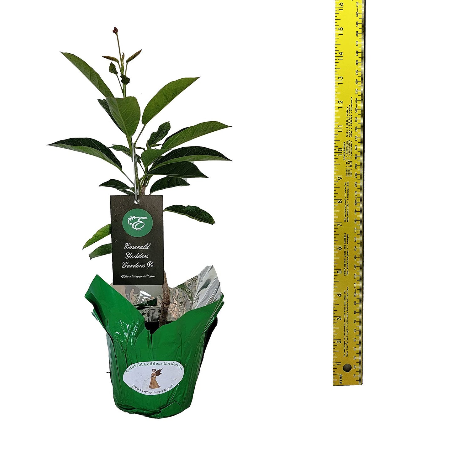 Dwarf Jatropha integerrima - Peregrina - Live Tree Plant - Compact Form - Red Flower - Emerald Goddess Gardens - Starter Sz 4 Inch Pot