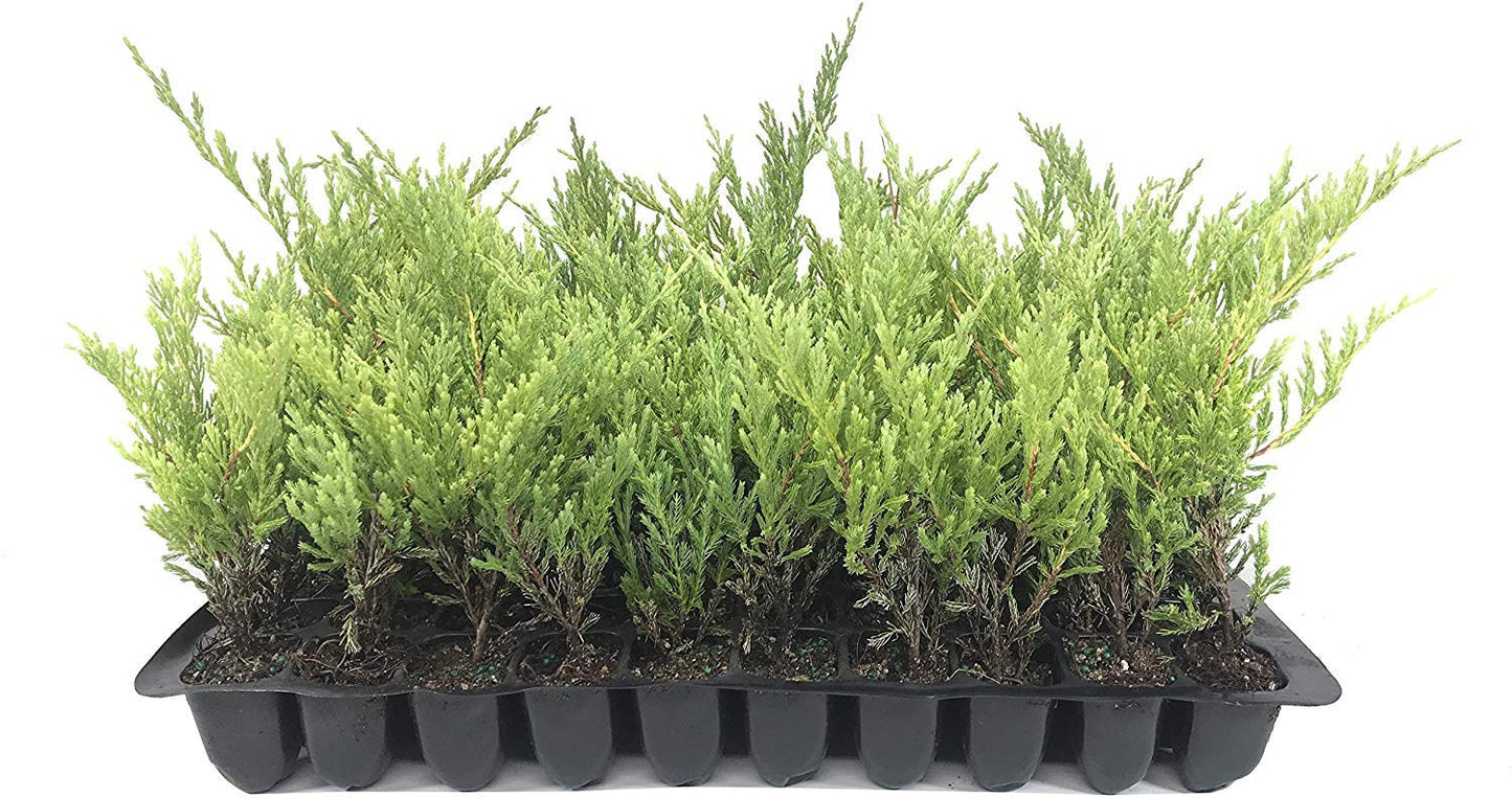 Juniper Andorra Compacta - 3 Live Plants - Juniperus Horizontalis - Drought Tolerant Cold Hardy Evergreen Ground Cover