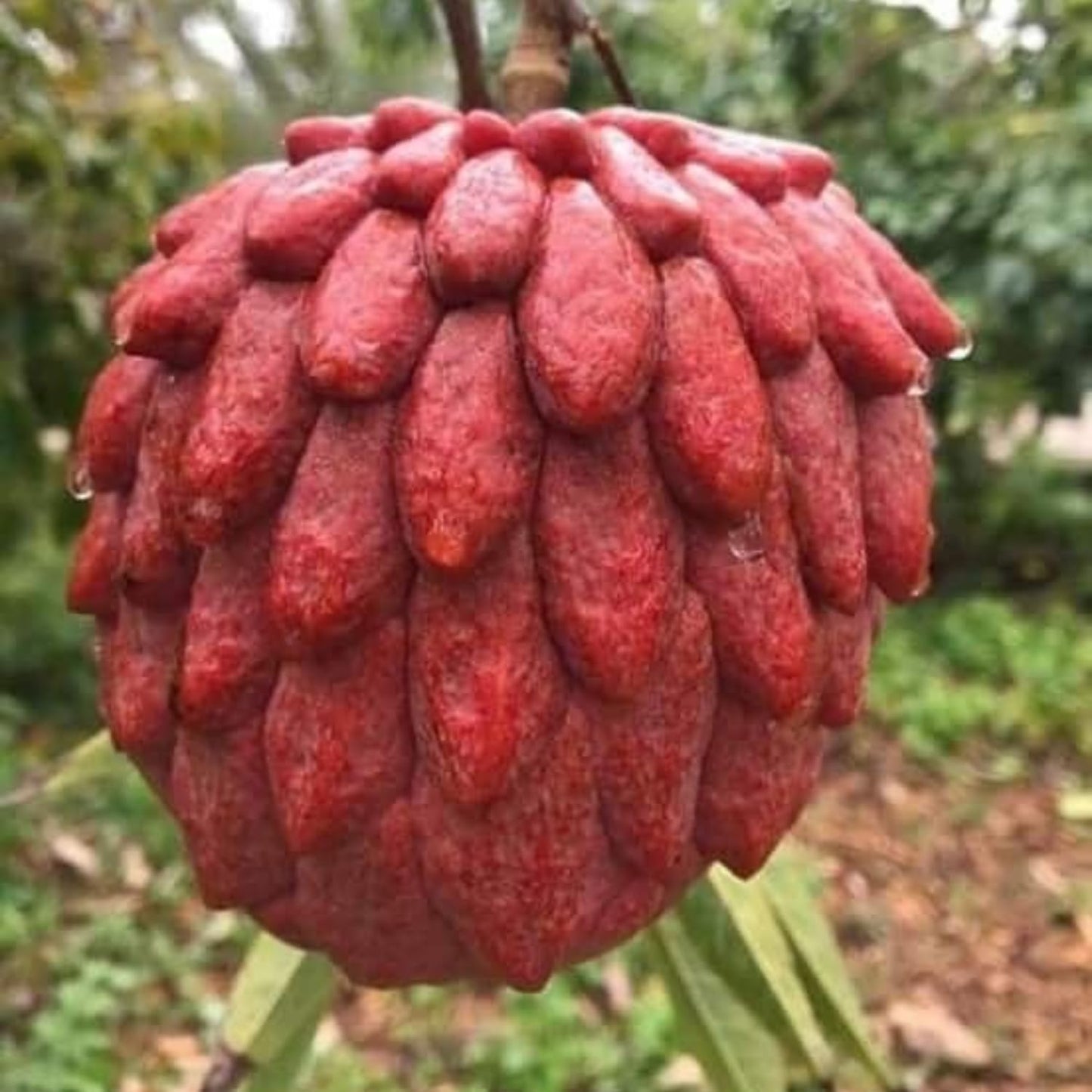Red Sugar Apple Tree, Sweet Red Custard-Like Fruit Tree in Half Gallon Pot, 6-12 Inches, Ready to Grow for Outdoor Garden