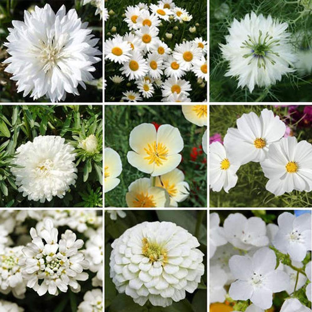 UtopiaSeeds White Wildflower Seed Mix - Attracts Hummingbirds and Butterflies - Easy to Grow