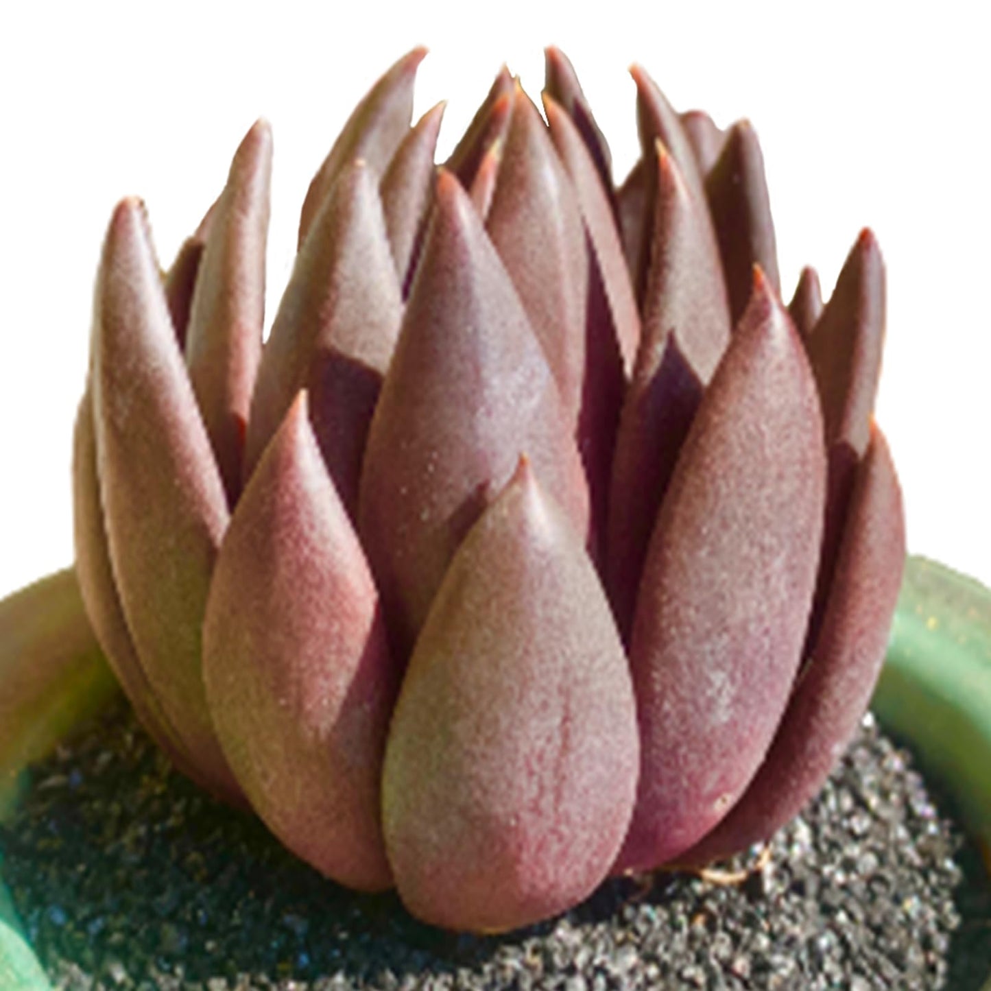 FWPP Live Succulents Plants Echeveria Affinis 2 inches,Rare Black Succulents Bare Root Without Pot Soil, Live Plants Indoor Office Decoration Wedding and Gift