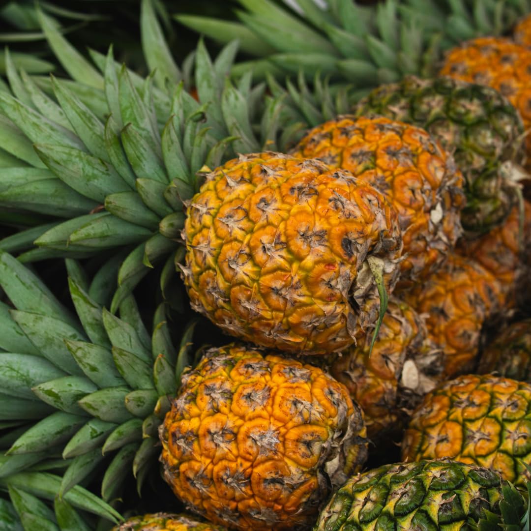 Set of 2 Live Elite Gold Pineapple Plants, 4–7 Inches Tall, Tropical Fruit Plants, Well-Rooted, Ready to Grow, Suitable for Outdoor Garden or Containers