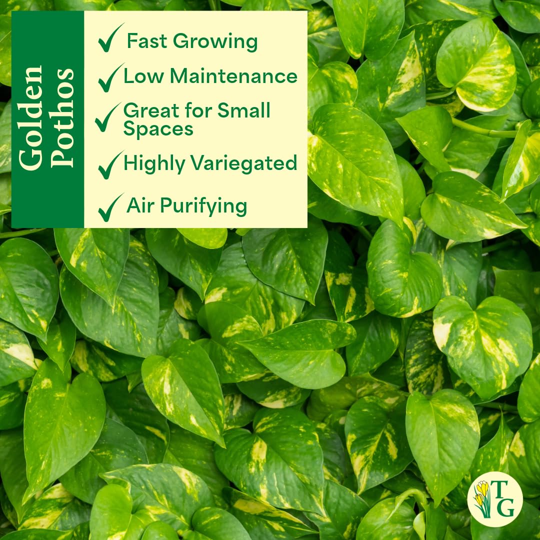 Thorsen's Greenhouse Golden Pothos, Live Indoor Vining Plant, Easy to Grow, Variegated Houseplant, Natural Air Purifier (Coffee, 4-inch Pot)