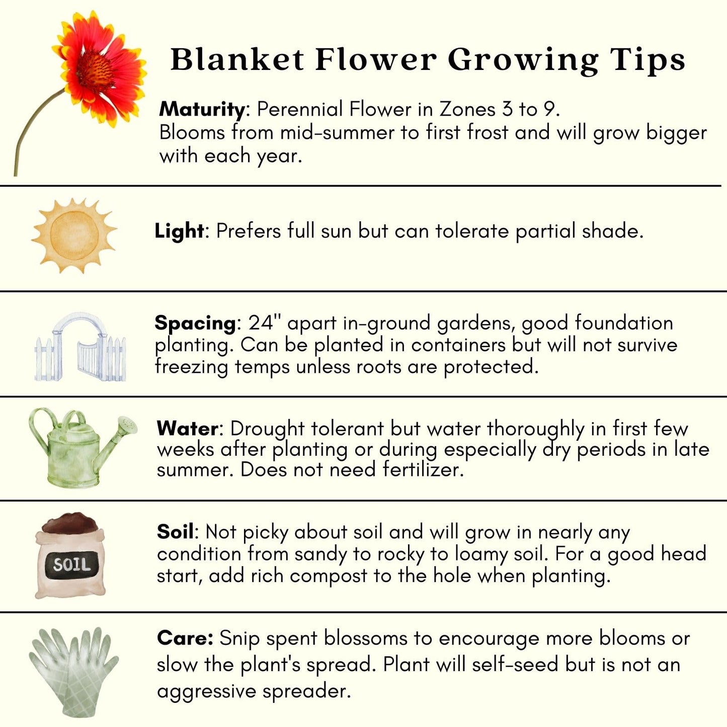 Clovers Garden Blanket Flower Arizona Red Shades (Gaillardia) Plants – Two (2) Live Plants – Non-GMO - Not Seeds - Each 4" to 8" Tall – in 4" Inch Pots – Hardy Flowering Perennial