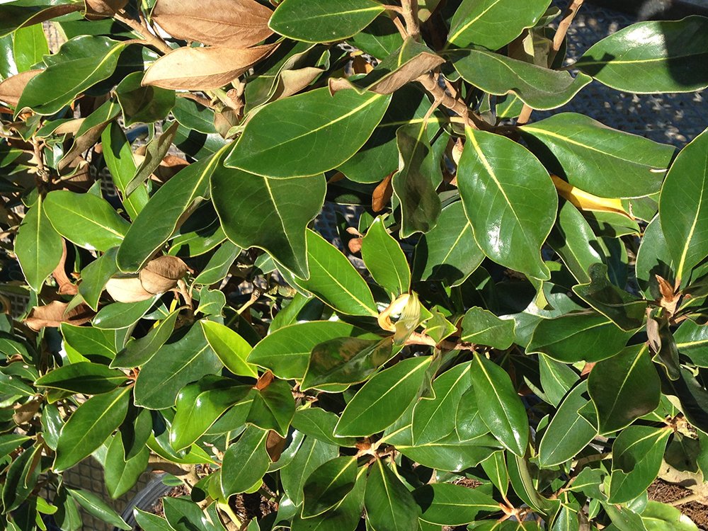 Little GEM Magnolia - Size: 2-3 ft, Live Plant, Includes Special Blend Fertilizer & Planting Guide