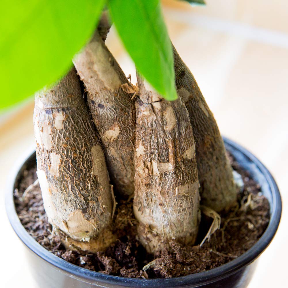 Perfect Plants Braided Money Tree 5in. in Midnight Blue Décor Pot | | Pachira Aquatica | 15in Tall | Easy Care Houseplant | Perfect for Low Light Conditions | Air Purifying