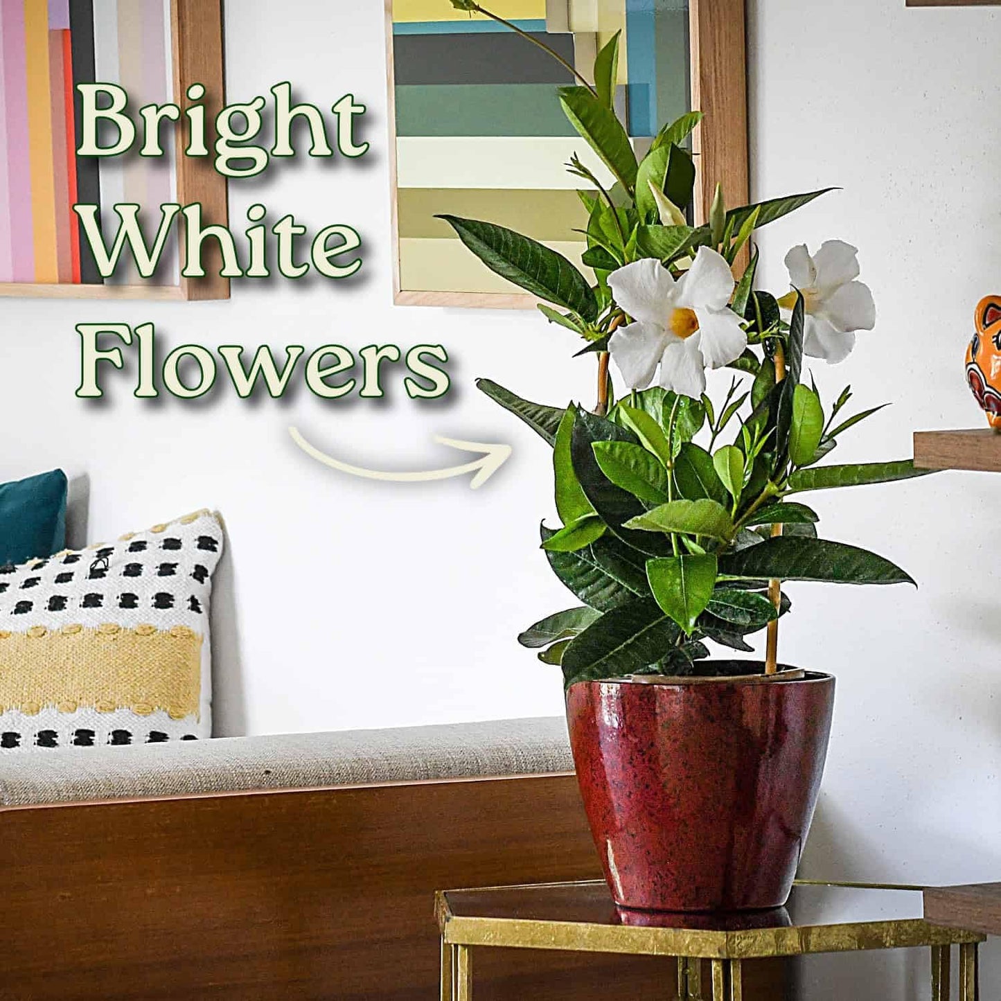 Tropical Plants of Florida White Mandevilla Trellis Live Plant - 1 Gallon 18 to 20 Inch Tall Tropical Flowering Vine Hoop Support Indoor Outdoor Patio Plant