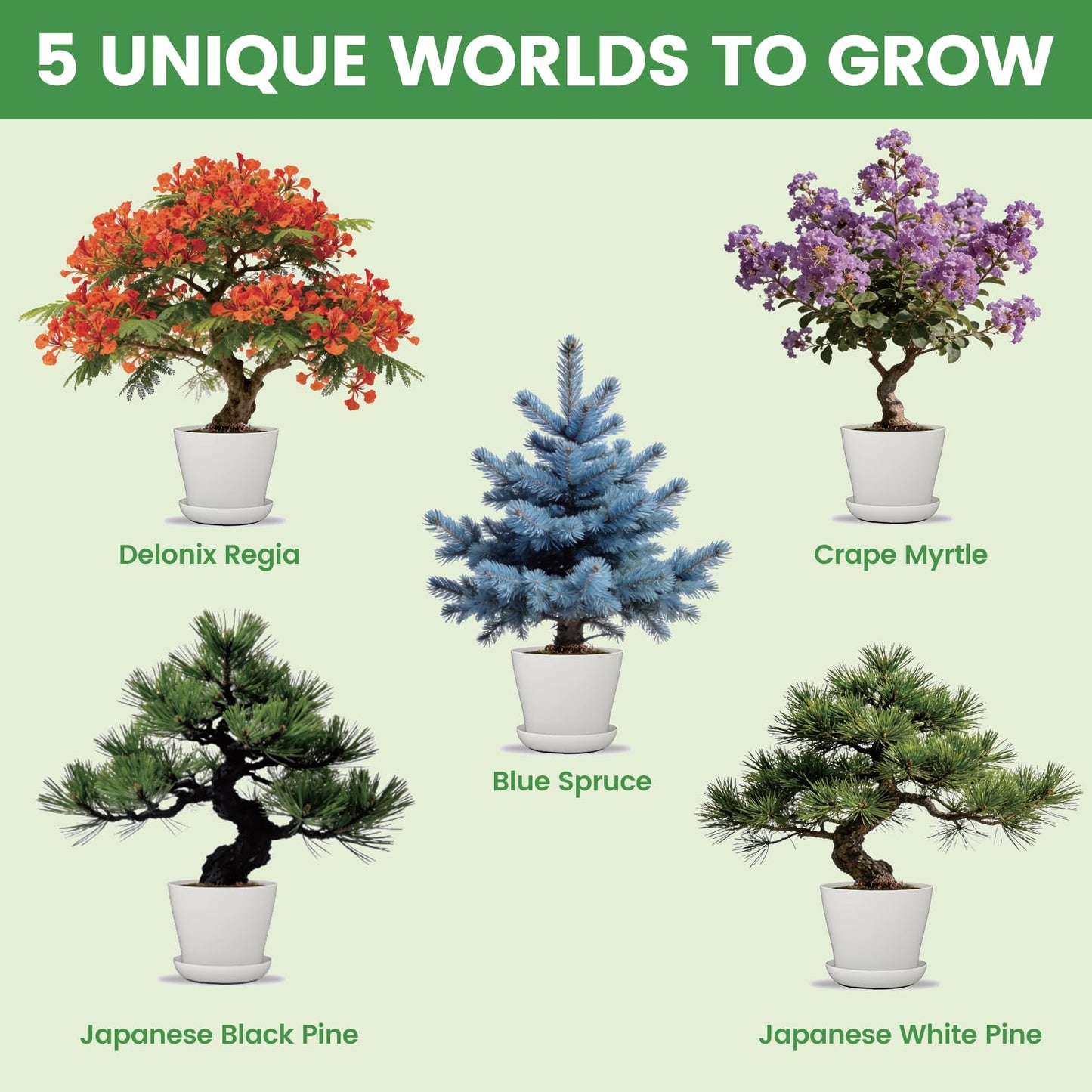 Bonsai Tree Kit for Beginners – 5 Bonsai Starter Kit for Beginner, Indoor for Growing Bonsai Plants with Tools & Planters – DIY Craft Gardening Gifts, White Elephant Gifts for Adults Men Women