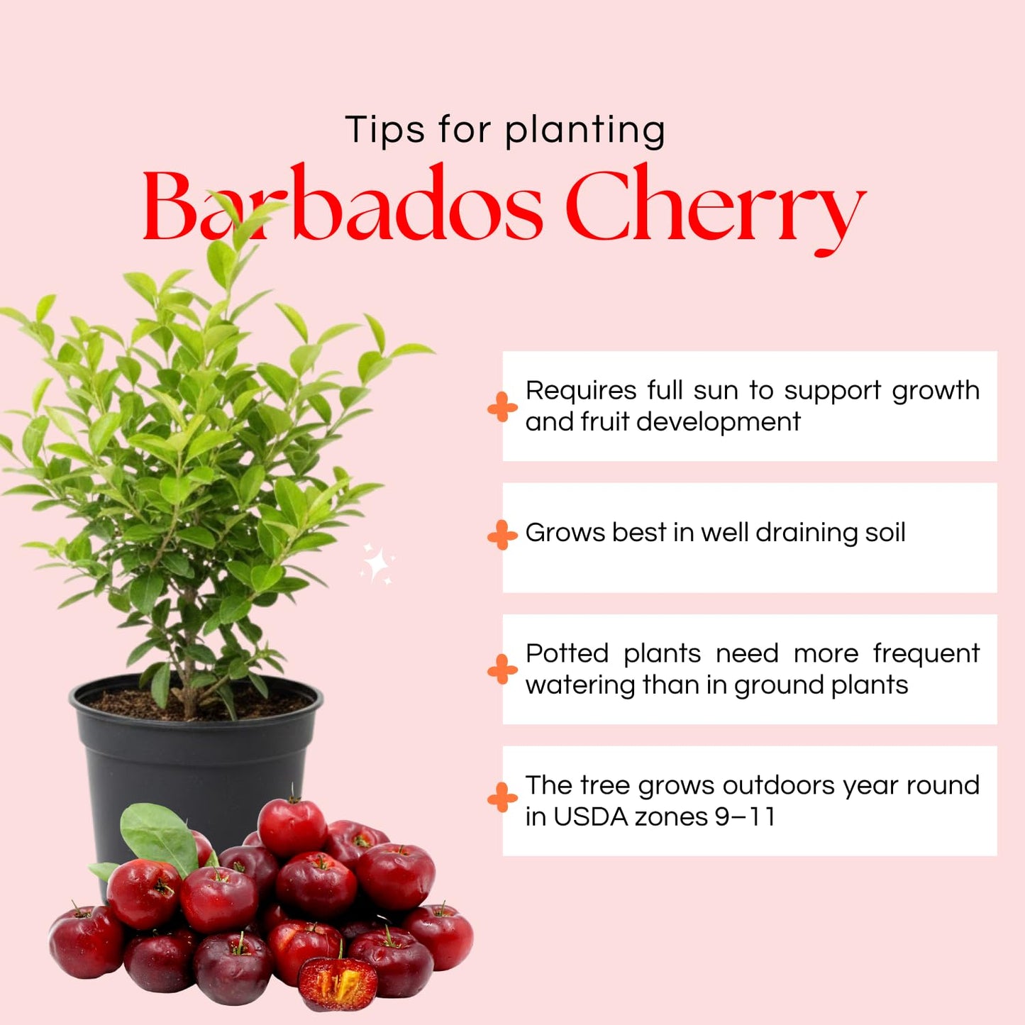 2 Barbados Cherry Tree Live Plant, 4-7'' Tall, Barbados Cherry Tree for Edible Garden, No Pot