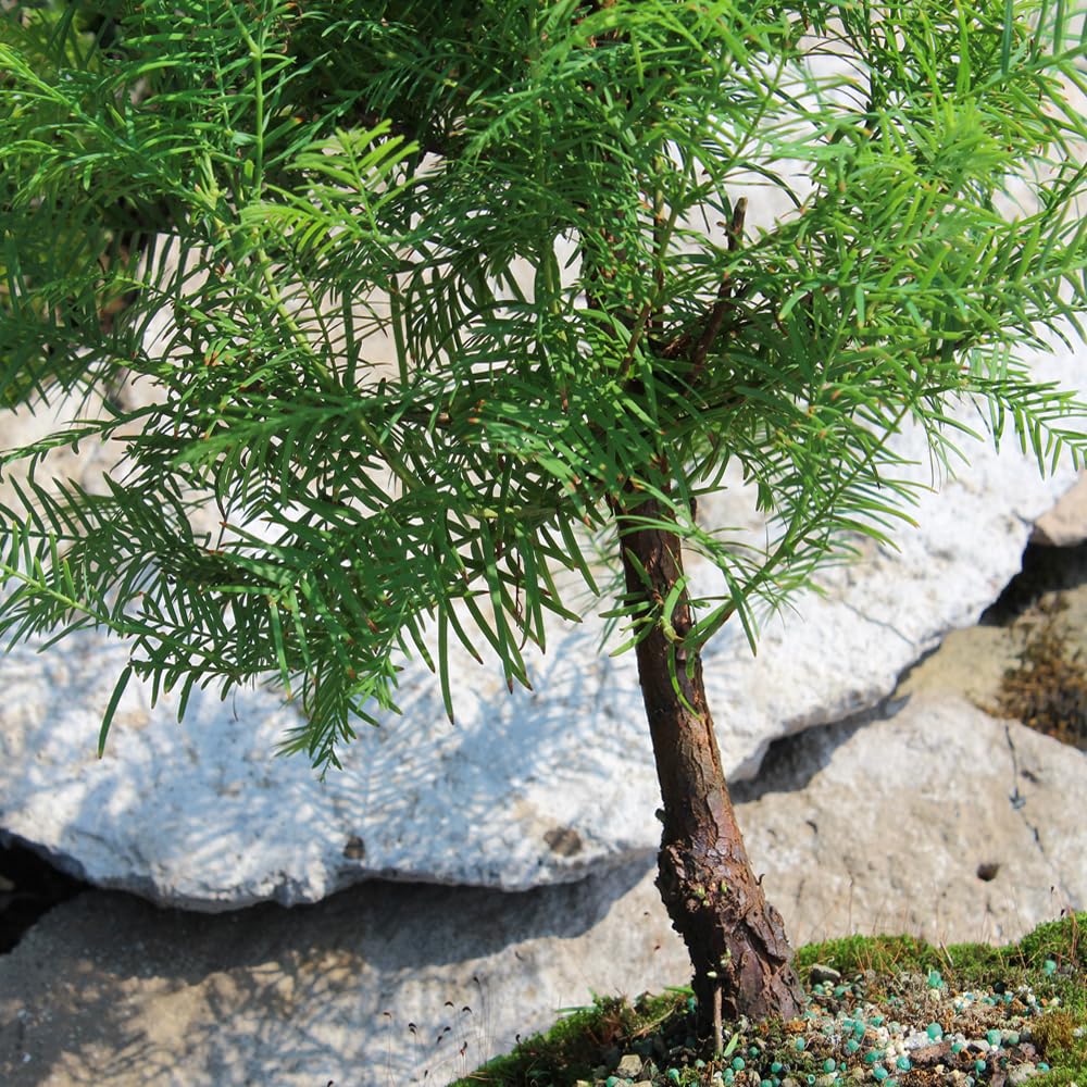 Brussel's Bonsai - Live Dawn Redwood Bonsai Tree in Ceramic Bonsai Pot, Outdoor Bonsai Tree Live Plant, 3 Years Old, 14-20 Inches Tall, Easy Care Bonsai for Patio Garden (Medium)