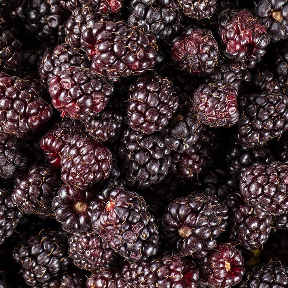 Thornless Boysenberry Dormant Bare Root Fruit Bearing Starter Plants - 2 Starter Plants per Offer