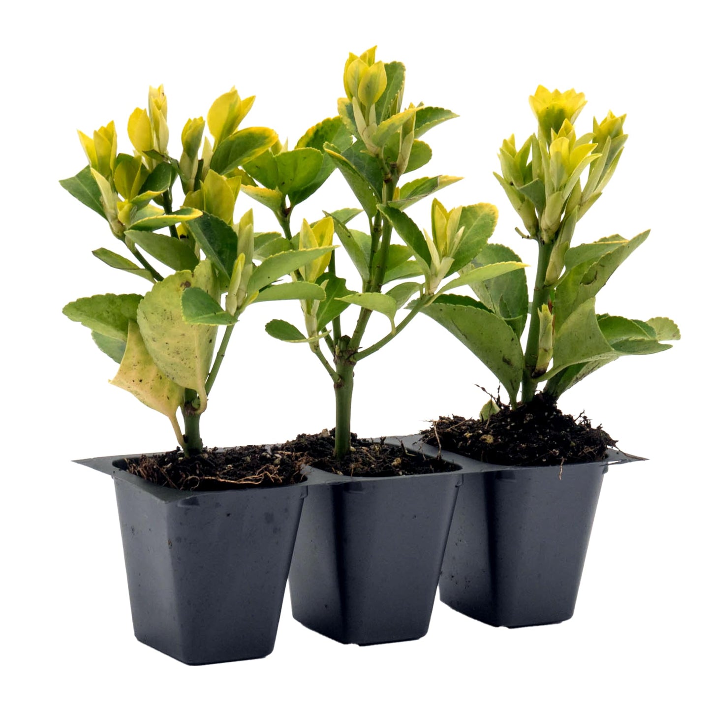 3 Golden Euonymus Shrubs | Live Plants in 2.5-inch Nursery Cubes | Japonica ‘Aureo-Marginatus’ Variety | Easy-Care Evergreen | Variegated Yellow-Green Foliage | Hedges & Shrubs for Home & Garden