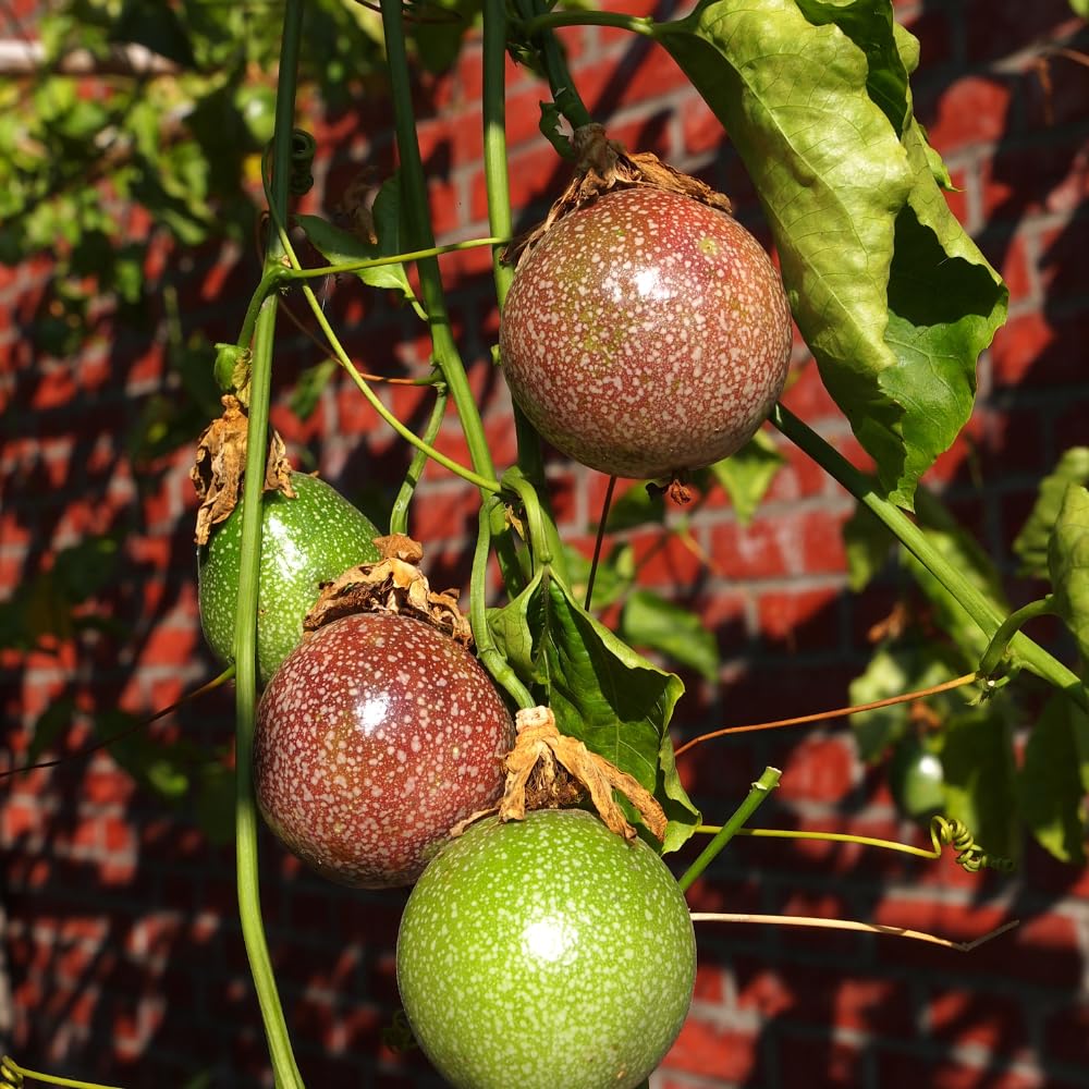 Purple Passion Fruit Tree Live Plant, Passionfruit Vine Plant, 5 to 9 Inc Tall Seedling, Passion Plant for Growing