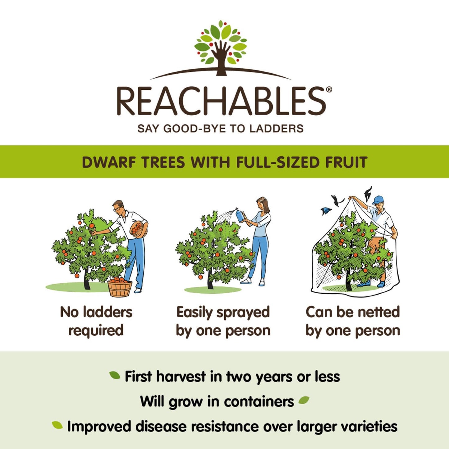 GURNEY'S - Captain Crunch Reachables Dwarf Nectarine Dormant Bare Root Starter Fruit Tree - Due to State restrictions Can't Ship to: CA, CO, ID, MT, OR, or WA