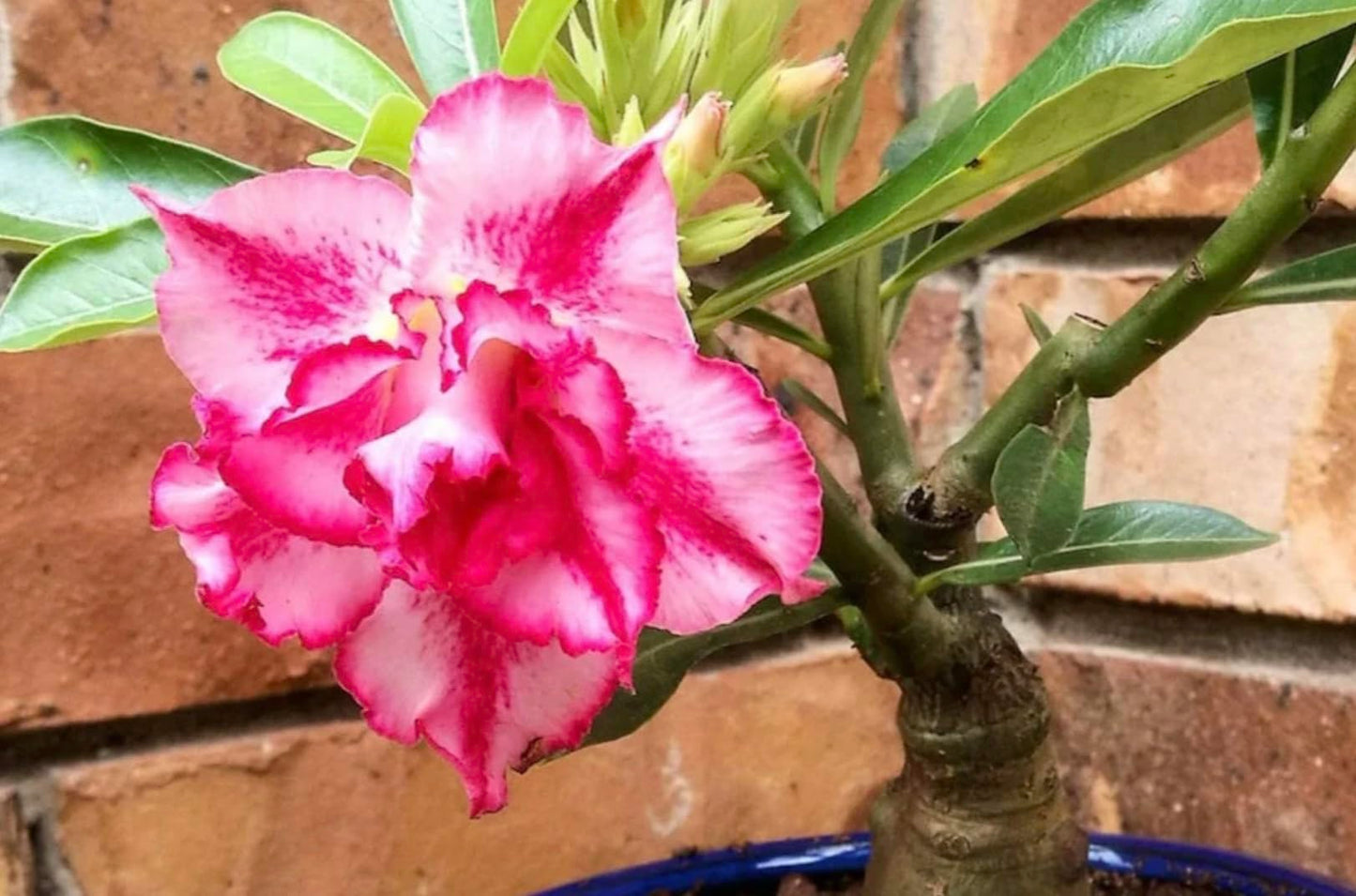 Pink Desert Rose Live Plant - Vibrant Blooming Succulent - Desert Rose Plant Live - 4-6 Inches Tall Starter Houseplant - Ideal for Home Gardens and Indoor Decor