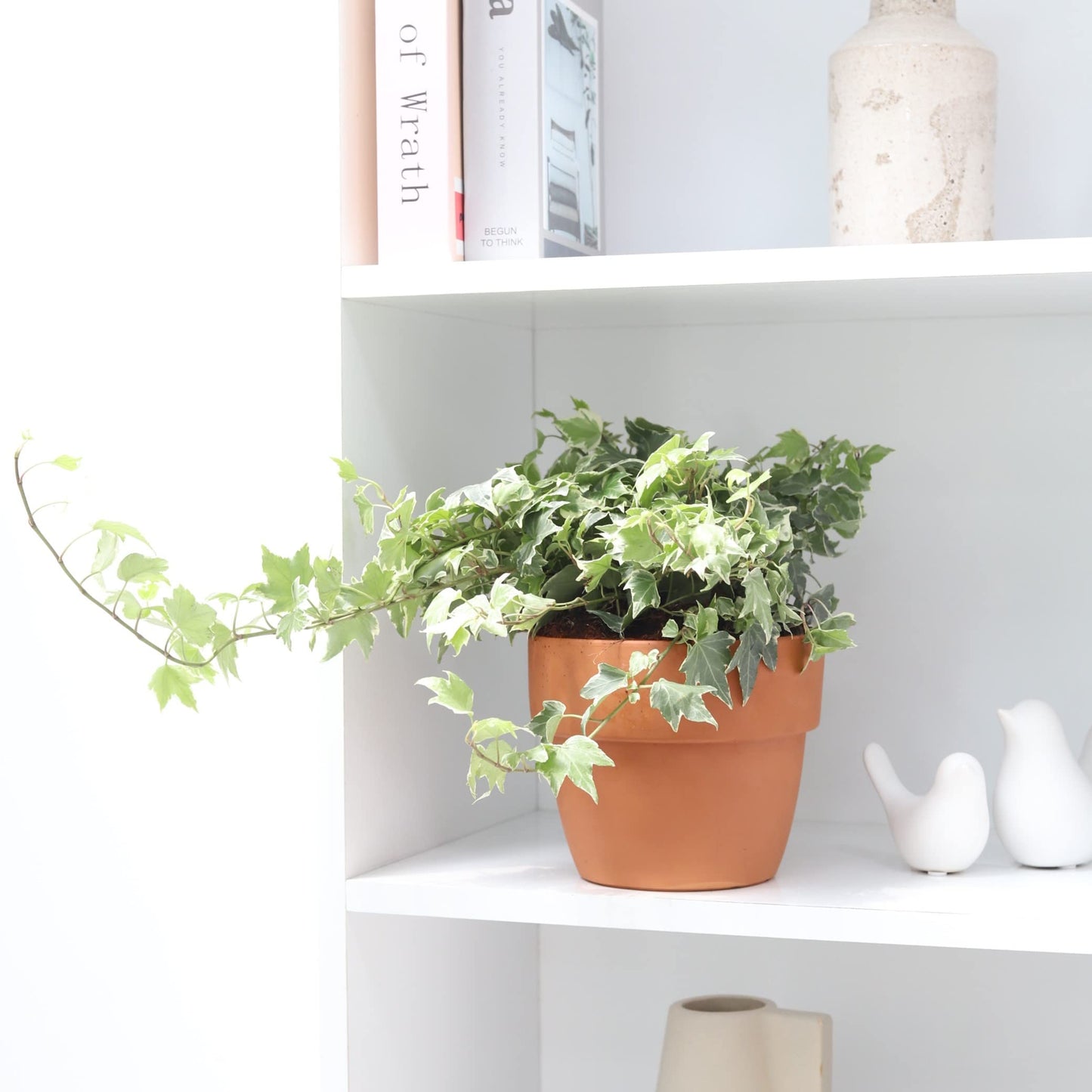 Golden English Ivy (4" Grower Pot) - Healthy Houseplant - Easy Care Indoor Houseplant