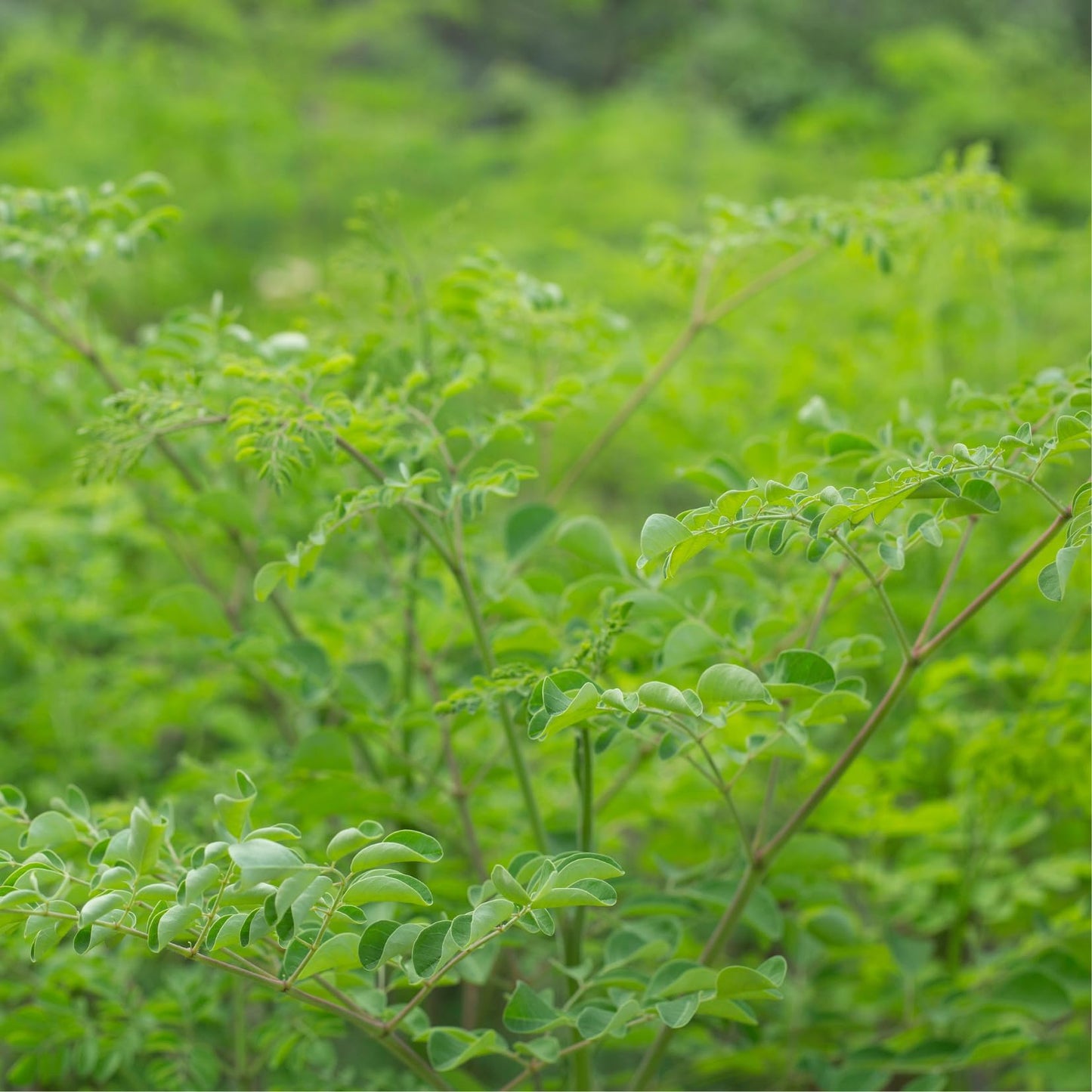 Dwarf Moringa Tree Live Plant in Half Gallon Pot, Well-Rooted Drumstick Malunggay Plant Live, Oleifera Moringa Horseradish Planting Outside