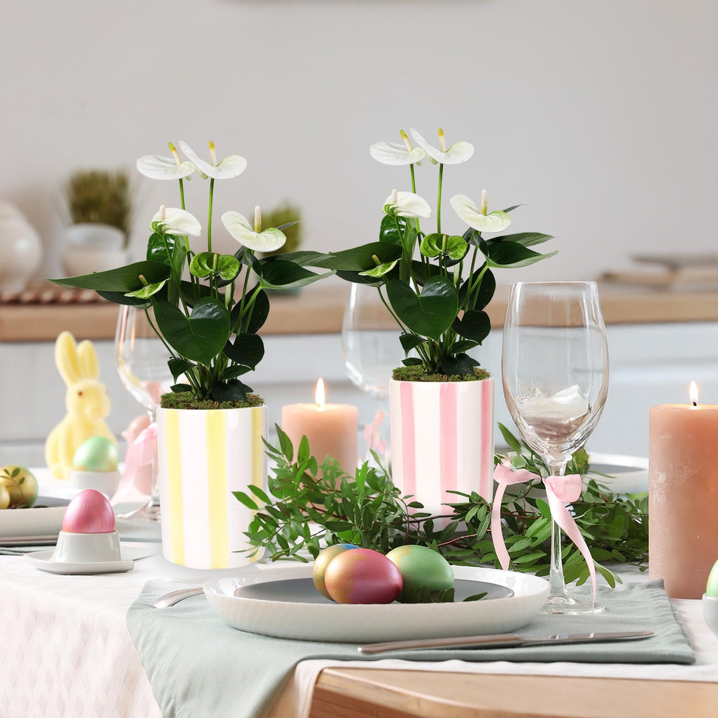 Green Circle Growers 2P White Anthurium in a 5" Hollywood Pink and Yellow Pot, Live Indoor Plants, House Plant