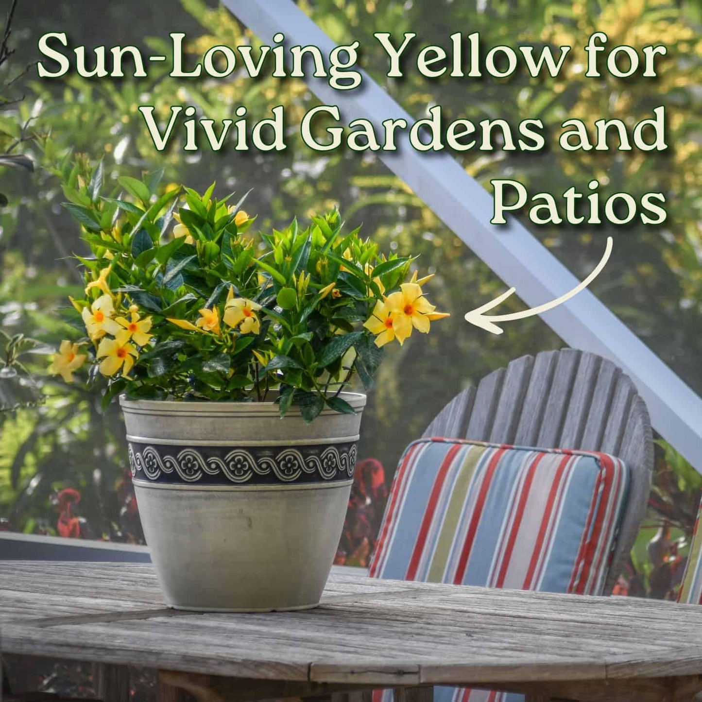 Tropical Plants of Florida Yellow Dipladenia Live Plant - 3 Gallon 22 to 26 Inch Tall Tropical Flowering Bush Outdoor Patio Garden Plant Mandevilla
