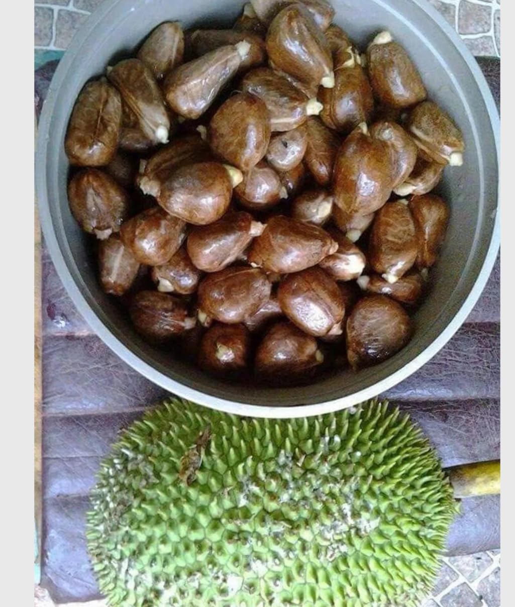 Breadfruit Plant, Breadfruit (Artocarpus altilis) Tropical Live Fruit Tree, Tropical Live Fruit Seedling, Pana de Pepita 10inch-1ft