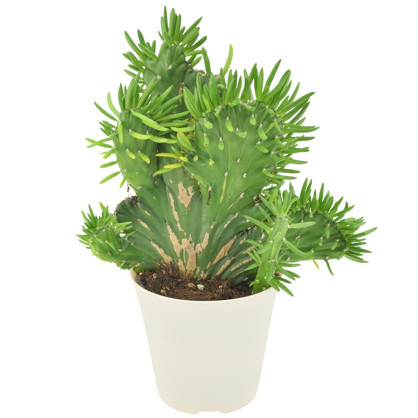Arcadia Garden Products Live Opuntia subulata ‘Cristata’ Rare Indoor Houseplant in Plastic Pot, Tropical Plant Collector Gift for Home and Garden Decor, 4-inch, Beige