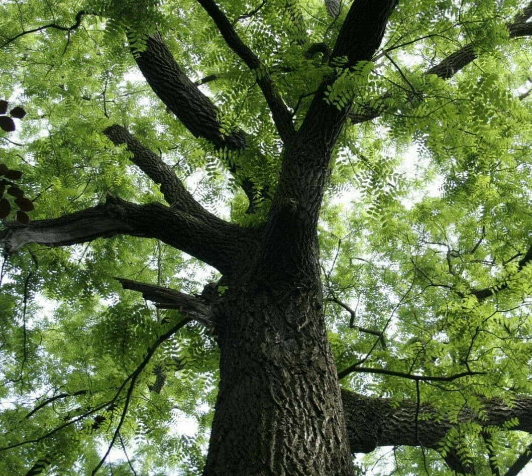 2 Black Walnut Trees - 10-18" Tall Nut-Bearing Live Plants - Fast Growing Tree Seedlings - Juglans Nigra - (2 Pack)
