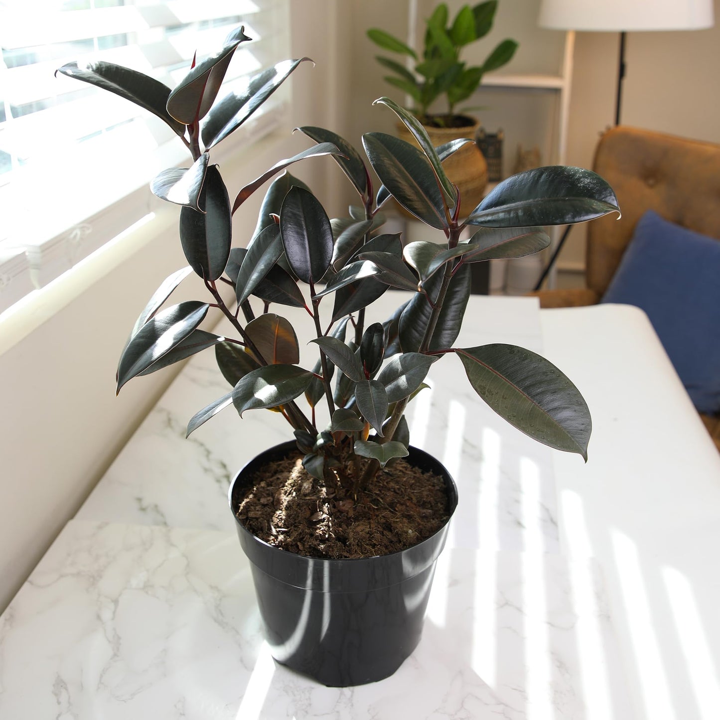 Live Ficus Burgundy, Ficus Tree, Rubber Tree Indoor Houseplant in 8 in. Grower Pot by Plants for Pets