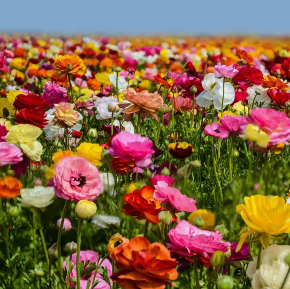 10pcs French Peony Persian Buttercup Mixed Ranunculus Bulbs Largest Double Flower Corms Spring Bloom