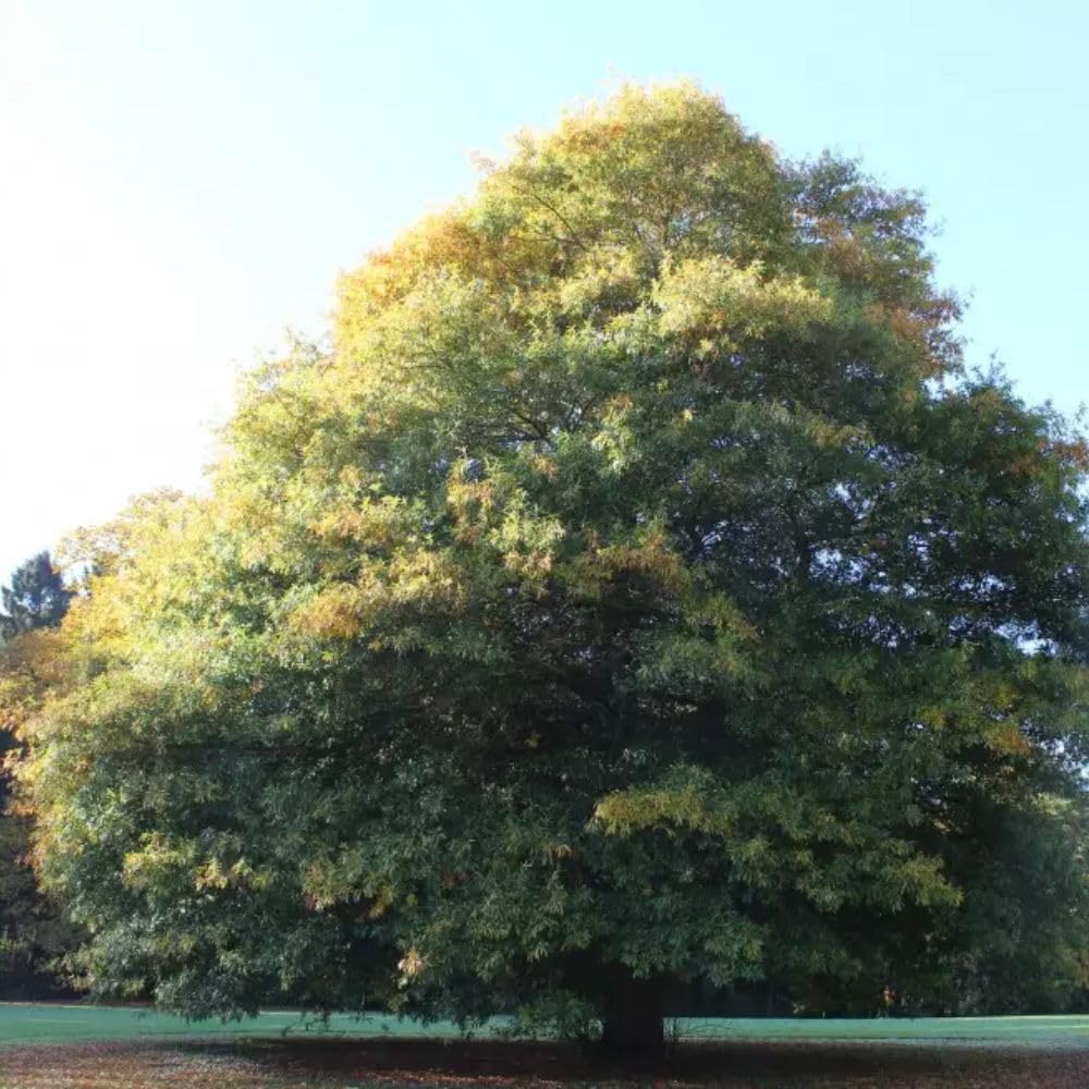 Set 2 Willow Oak Live Plant 12-18 Inch Tal, Hardy Shade Trees, Live Oak Plants for Planting Outdoor Garden, Dormant in Winter