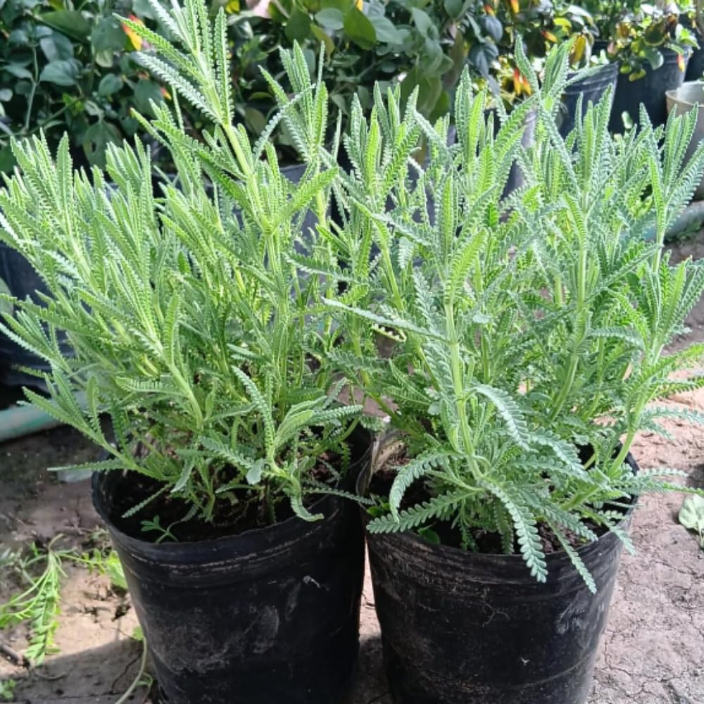 2 French Lavender Plants Live Outdoor Indoor, in 4" Pots, Cold Hardy Fragrant Perennial Herb for Garden and Landscape, 4-8 Inch Tall