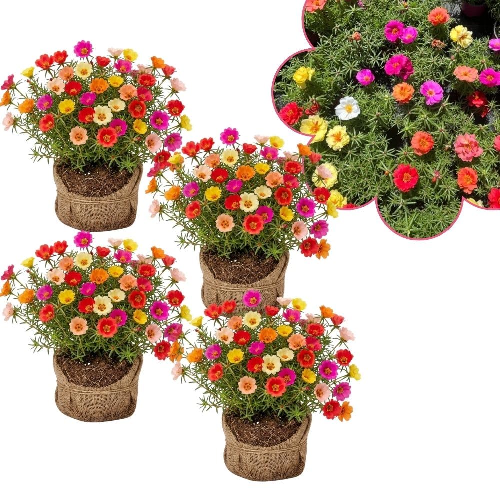 Set 4 Mix Portulaca Live Plant, 4-6 Inch Tall, Moss Rose Plants Live, Rare Portulaca Plants for Growing Indoor Outdoor
