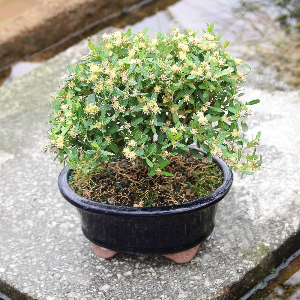 Brussel's Live Harland Boxwood Outdoor Bonsai Tree - 3 Years Old; 6" to 8" Tall with Decorative Container