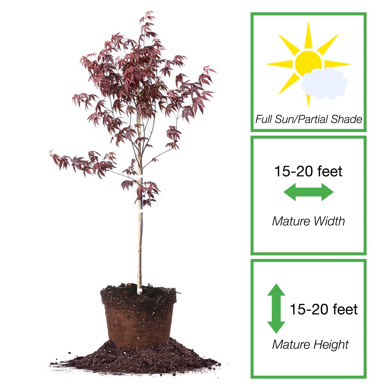 Perfect Plants Bloodgood Japanese Maple Tree 4-5 Feet | Live Plant for Beautiful Autumn Color | Red Leaf Colors Year Round | Small Deciduous Trees for Privacy