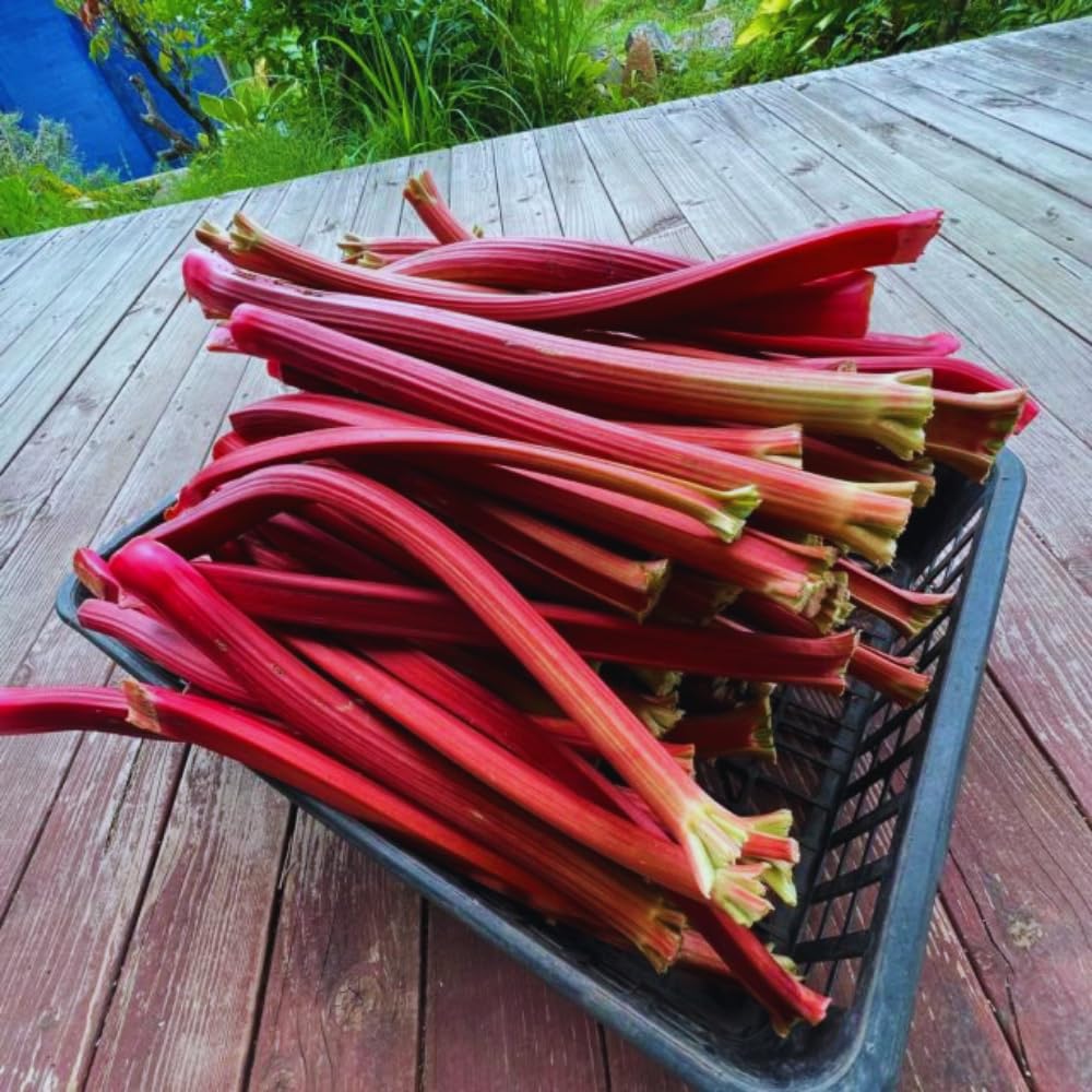 Common Rhubarb Plant Roots Live, 5 Large Rhubarb Plants Roots for Planting, Vegetable Plant for Gardening Indoor Outdoor
