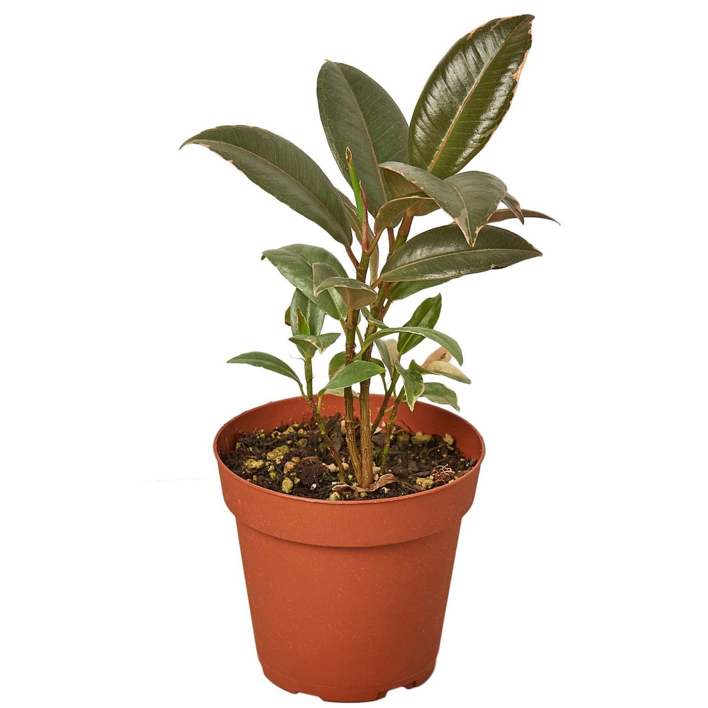 Ficus Elastica Tineke Live Plant for Indoor | Different Houseplants in 4'' & 6'' Pot | Real House Plant for Living Room, Office, Desk & Bathroom | Variegated Rubber Tree