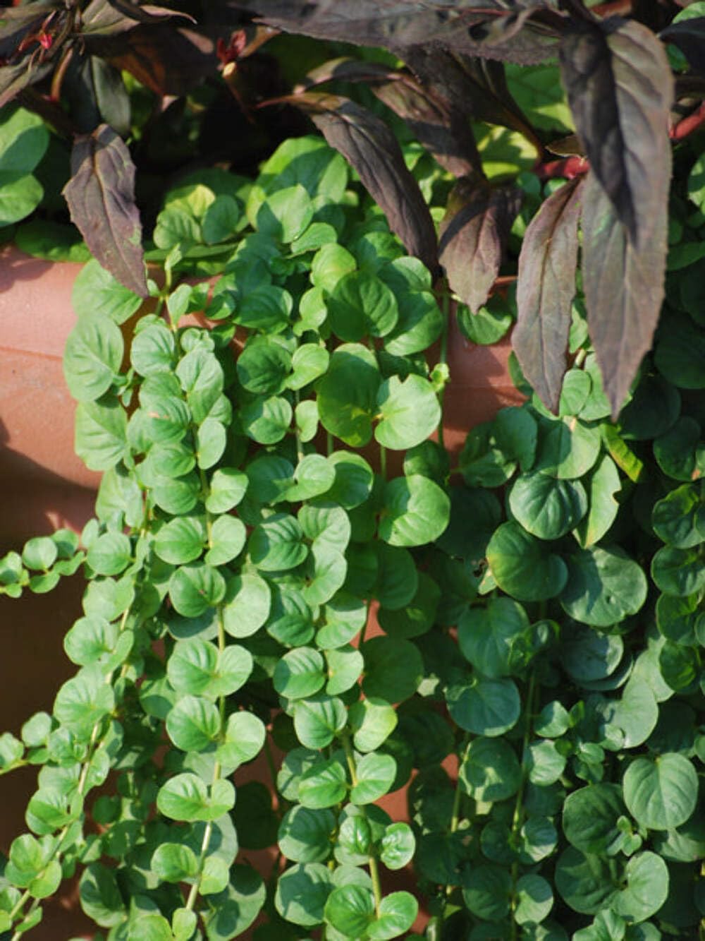 Perennial Farm Marketplace Lysimachia nummularia (Creeping Jenny) Groundcover, 1 Quart, Green Leaves with Yellow Flowers