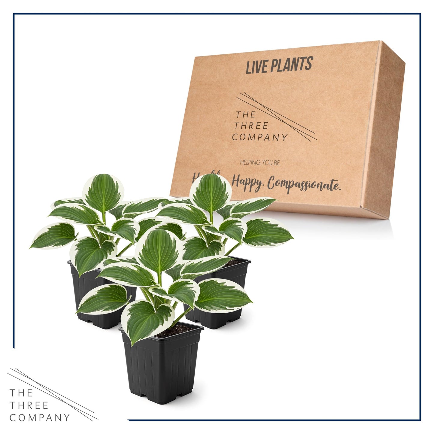 Live Perennial Hosta - Patriot (3 Plants Per Pack) Beautiful Accent Plant, 10" Tall by 4" Wide in 1 Qt Pot