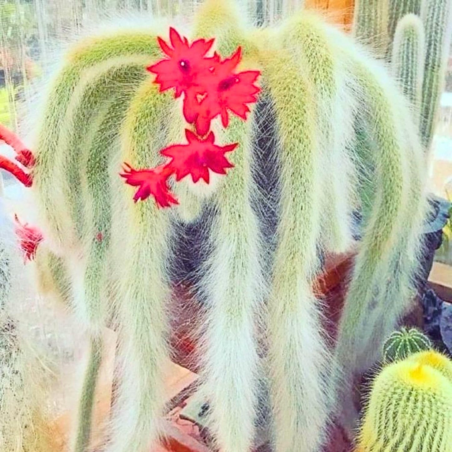 Trailing Monkey Tail Cactus Live Plant, Rare Cactus Live Succulents Plant Live Rooted, 3-6 Inch Tall Bareroot