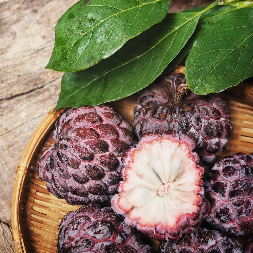 Red Sugar Apple Tree Live Plant, Sugar Apple Fruit Plant, 3 Gallon Pot, No Ship to CA, 2 to 3 Feet Tall