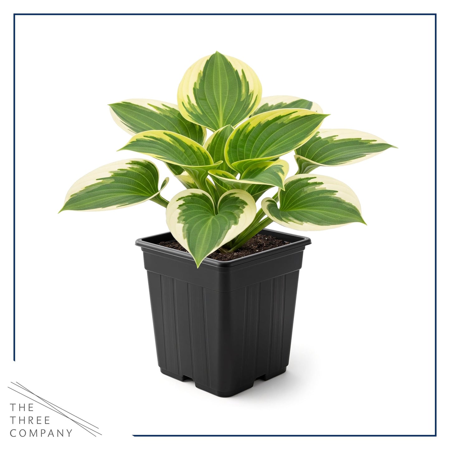 Live Perennial Hosta - Bedazzled (3 Plants Per Pack) Beautiful Accent Plant, 10" Tall by 4" Wide in 1 Qt Pot