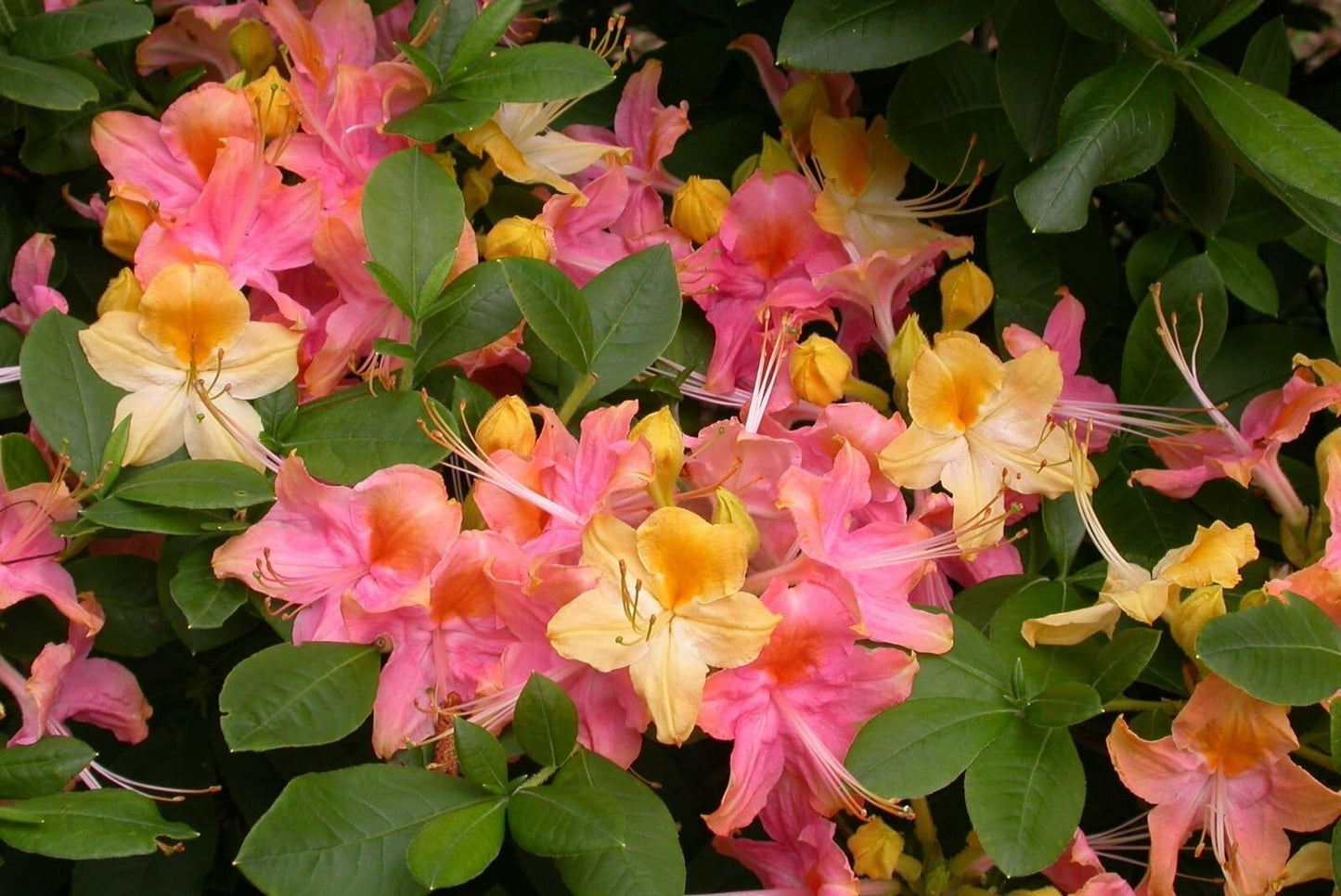 Live Plant - Garden Rainbowpink & Yellowazalea Rhododendronrooted Plantmay Be Dormant!
