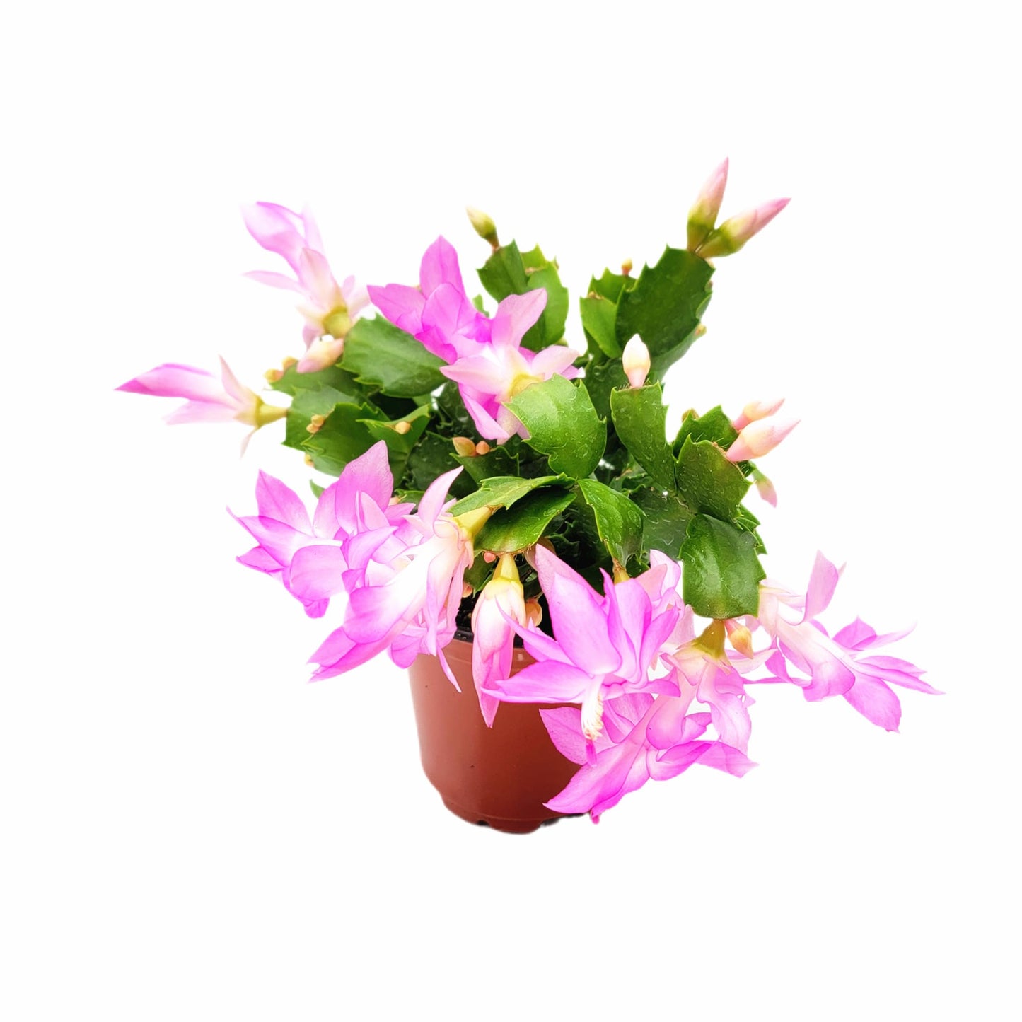 Wonderland Flora Thanksgiving Cactus, Pink Seasonal Blooms, Live Indoor Plant, Flowering Houseplant, Christmas Cactus, 4-Inch Pot, Holiday Decor, Pet Safe, Free Heat Pack