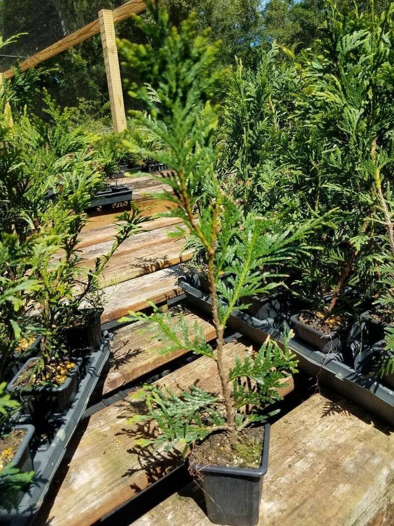 Live Plant - 30 Thuja Green Giant Arborvitae Trees/Shrubs, 6-12" Tall Live Plants, 2.5" Pots