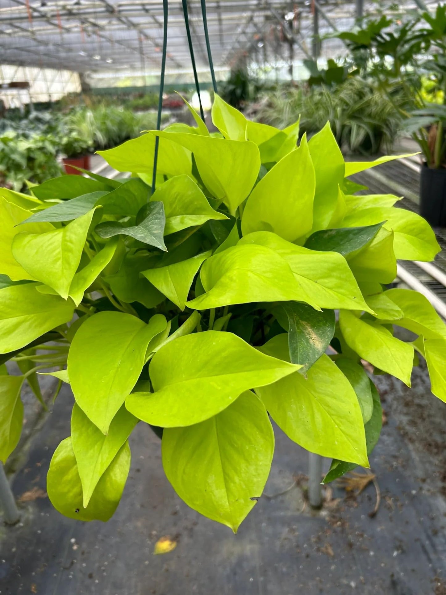 Pothos 'Neon' | Live Plant for Indoor & Outdoor | for Living Room, Office, Bathroom | (6" Pot)