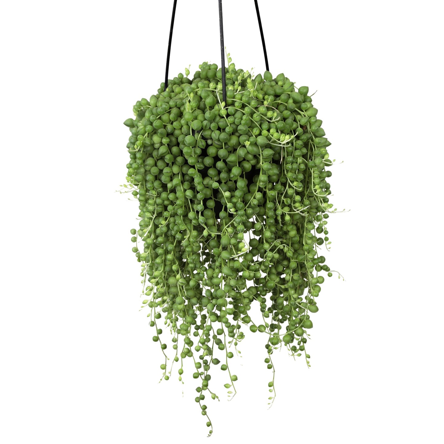 Live String of Pearls Succulent Plant Decor Hanging Basket, Real Succulents & Houseplants for Home or Office, Senecio Rowleyanus, Unique House Plants