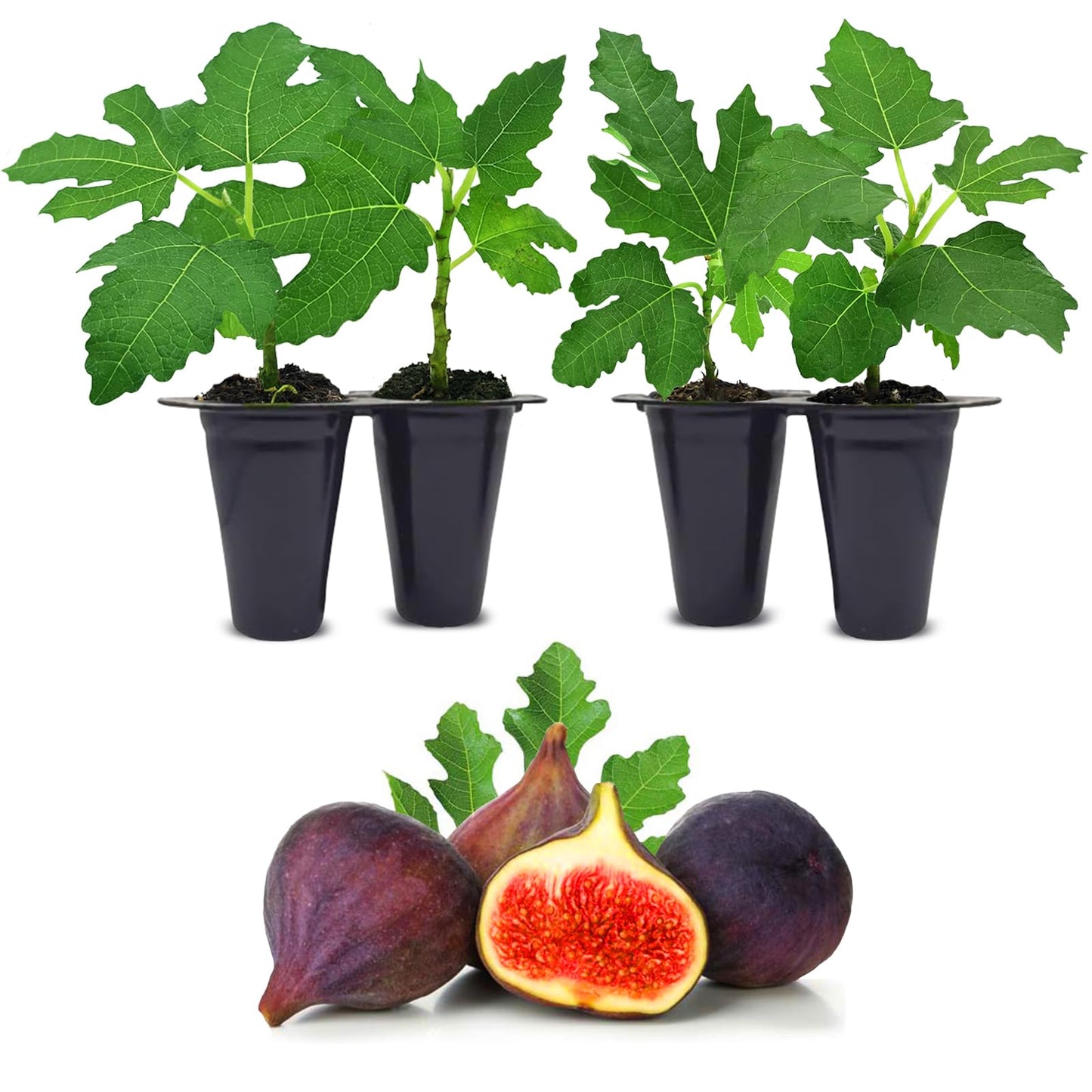 Fig Tree Violette de Bordeaux Live for Sale (4 Pack) | Easy to Grow Plants | Edible Fruit Plant for Sustainable Living | Grow Your own Food on Your Edible Organic Garden| Live for Planting| No Seeds