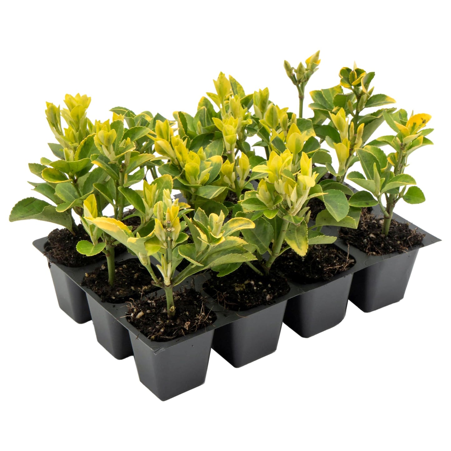 12 Golden Euonymus Shrubs | Live Plants in 2.5-inch Nursery Cubes | Japonica ‘Aureo-Marginatus’ Variety | Easy-Care Evergreen | Variegated Yellow-Green Foliage | Hedges & Shrubs for Home & Garden