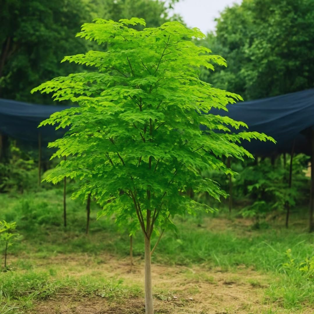 2 Moringa Trees Live Plants, Moringa Oleifera Plants, 4 to 6 Inc Tall, Easy to Plant Outdoor Gardening